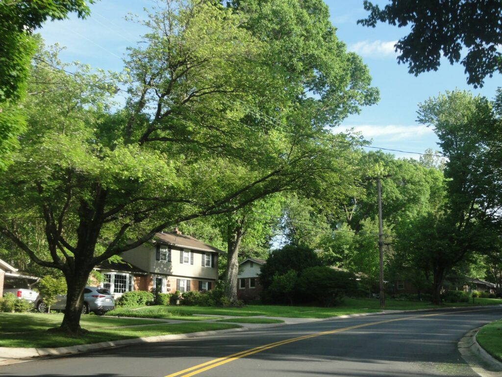 A residential street is lined with large, leafy trees